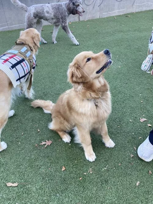 We just LOVE this dog park, but most importantly, our Daisy does