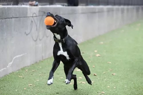 My wife and I are dog-park enthusiasts, and weve been to plenty throughout the Mid-Atlantic and even in the southern