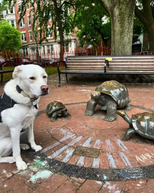 Fitler Square, a charming neighborhood park in Philadelphia, is a half-acre haven of tranquility and natural beauty