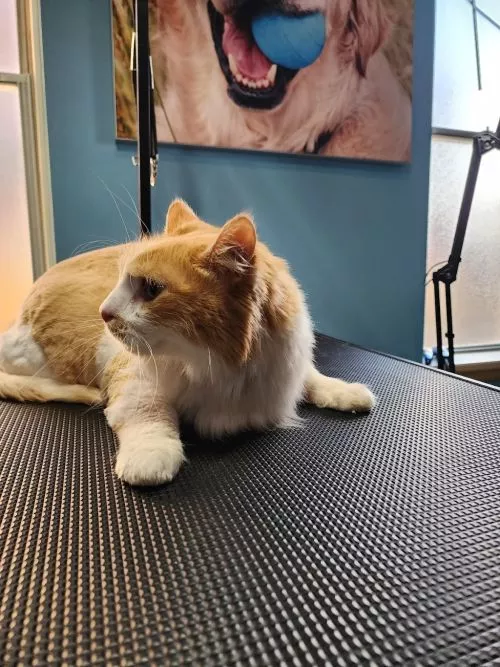 I have never been happier with a groomer nor have I had a better experience than with My Pet on Allegheny