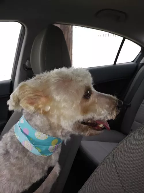 Excellent service! My Samoyed used to hate going to groomers in NY, she used to get very nervous, had diarrhea for days and