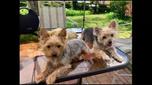 We recently purchased a Yorkie from Jeff, and our experience has been exceptional