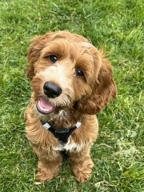 My dog, Remy, can be a tough customer and the team at LLD’s was so gentle and caring with him