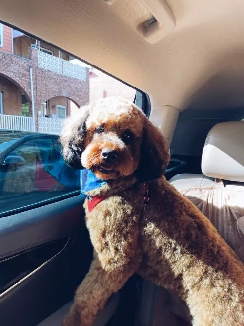 Laura does an amazing doodle grooming! She is very patient with my baby, Simon, and he always get compliments on how great