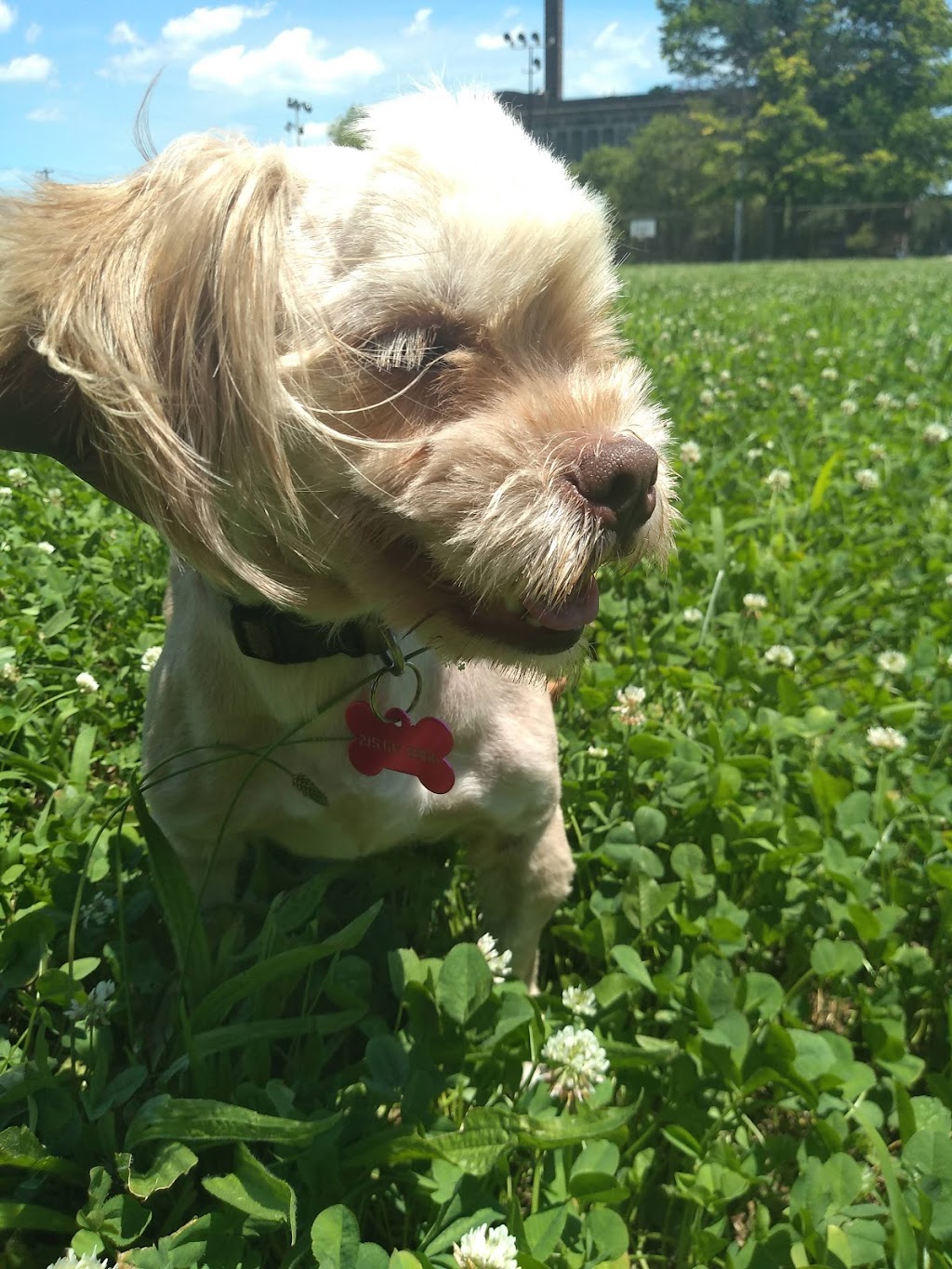 James Allen Shuler Playground | Philly Mutts