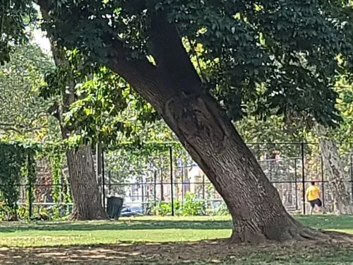 Completely entertained by the dude handling this remote control truck had me laughing and following it all over the park