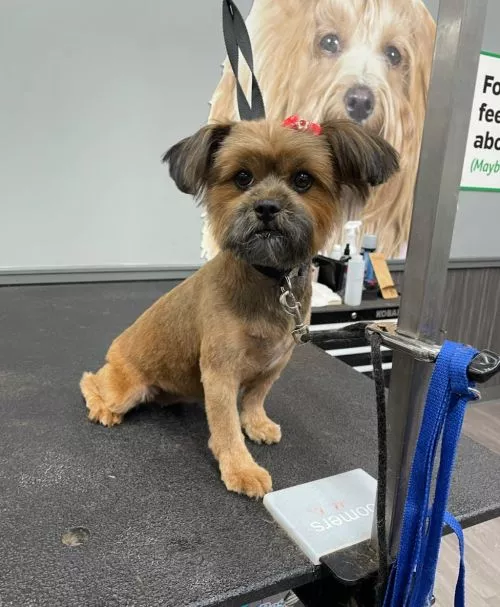 It’s been years since I’ve trusted anyone else to groom my dogs, Bianka is truly the best