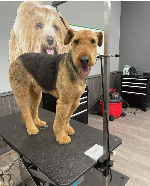 Ive been taking my goldendoodle to Bianka and no one else for a couple years because she is wonderful