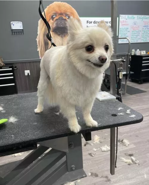 Bianka has been Ollys groomer for over 3 yrs. She is family. When Olly sees his auntie Bianka he is so excited