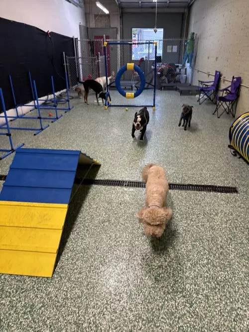 Isiah and his team have been incredible caring for and training my rescue dog. She loves it there